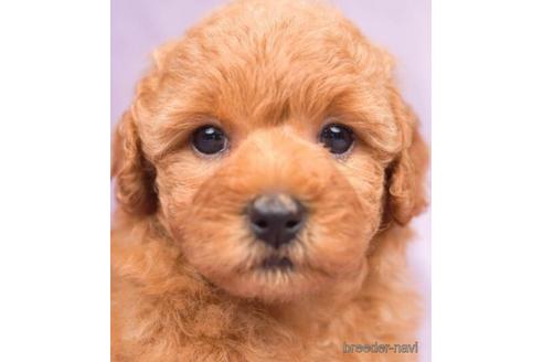 成約済の千葉県のトイプードル-181196の1枚目